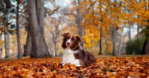 preparare cani e gatti all'autunno