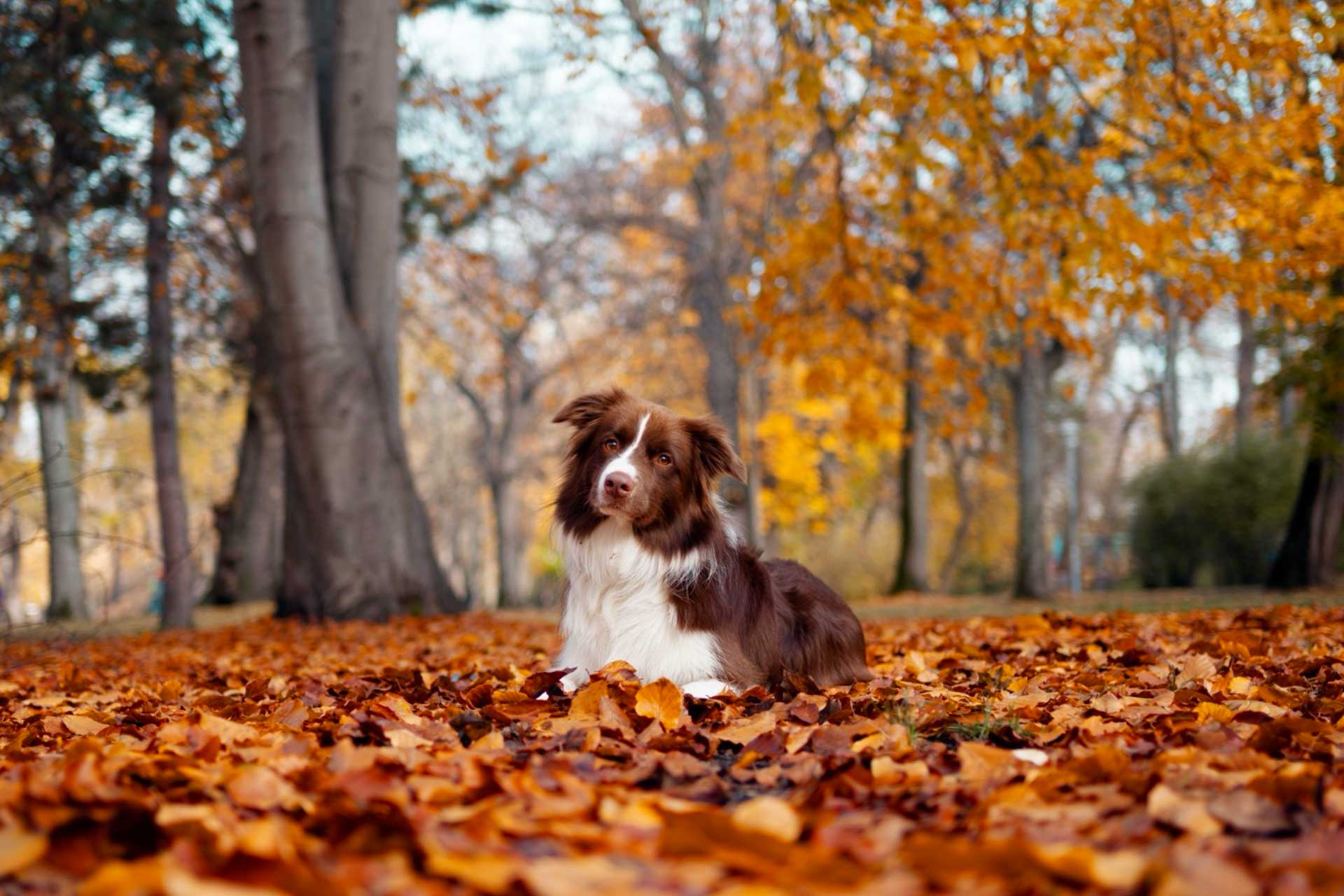 preparare cani e gatti all'autunno